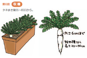 第6図収穫