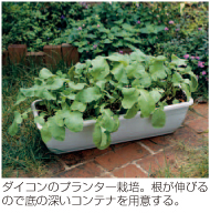 ダイコンのプランター栽培。根が伸びるので底の深いコンテナを用意する。