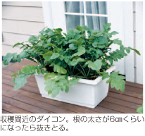 収穫間近のダイコン。根の太さが6cmくらいになったら抜きとる。