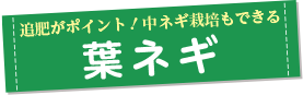 ǔ삪|CgIlM͔|ł tlM