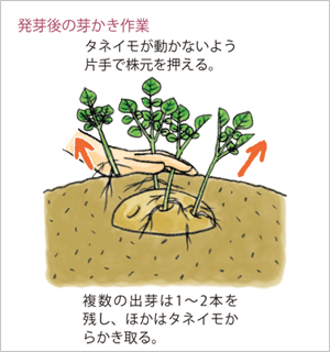 ジャガイモ特集 種 苗 球根 ガーデニング用品 農業資材の通販サイト タキイネット通販