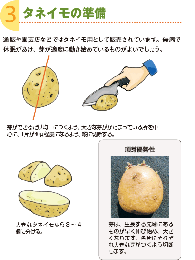3．タネイモの準備