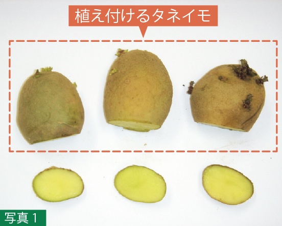 （写真1）植え付けるタネイモ