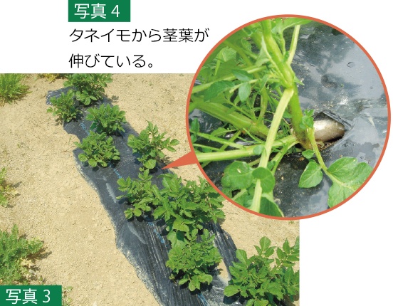 （写真3）（写真4）タネイモから茎葉が伸びている。