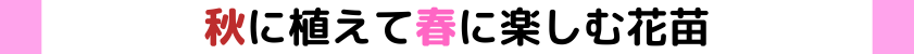 秋に植えて春に楽しむ花苗