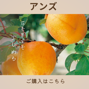 アンズ