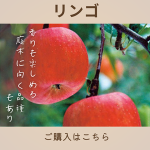 リンゴ