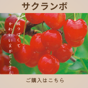 サクランボ