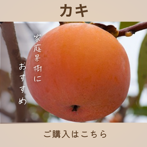 カキ