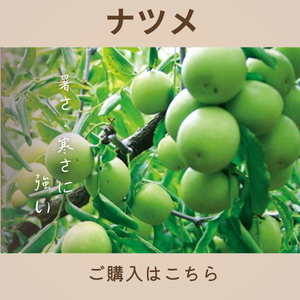 ナツメ