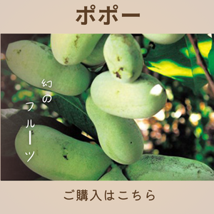 ポポー