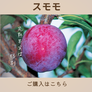 スモモ