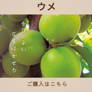 ウメ