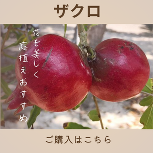 ザクロ