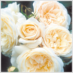 �p�[�L�[