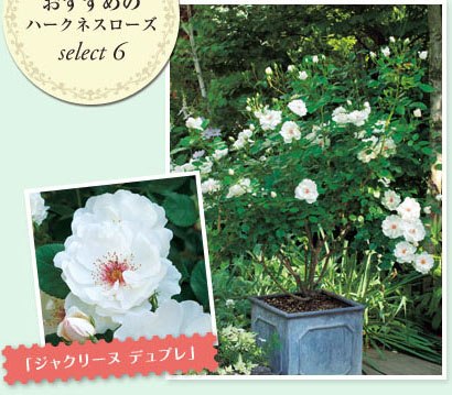 憧れのバラ咲く庭を作りたい 種 苗 球根 ガーデニング用品 農業資材の通販サイト タキイネット通販