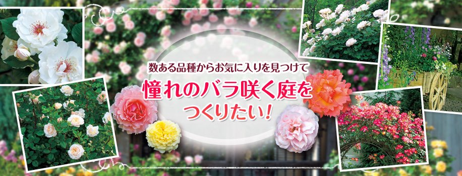 憧れのバラ咲く庭を作りたい 種 苗 球根 ガーデニング用品 農業資材の通販サイト タキイネット通販