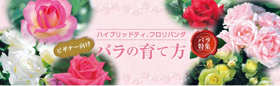 日本お買い得 バラ 薔薇苗 取り木苗 珍しいバラ 切りバラ | www