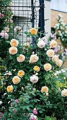 美しいバラを夢見て 華麗に咲かせるための育て方 種 苗 球根 ガーデニング用品 農業資材の通販サイト タキイネット通販