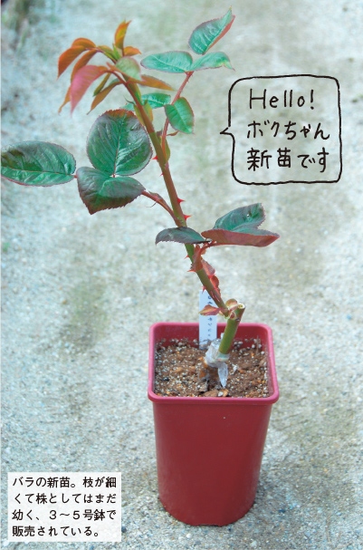 バラの新苗。枝が細くて株としてはまだ幼く、3～5号鉢で販売されている。