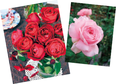 開花が待ち遠しい 新苗から始めるバラ栽培 タキイネット通販