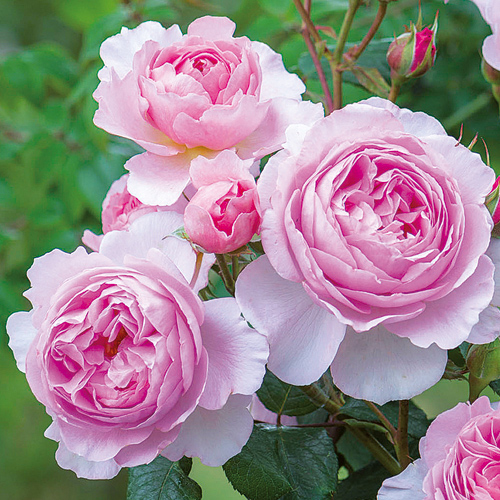 デビッド オースチン ロージズ タキイネット通販