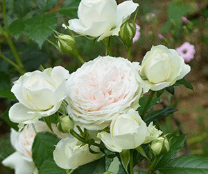 京成バラ園 タキイネット通販