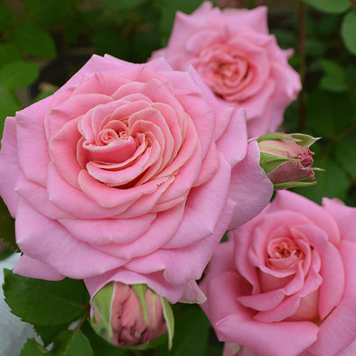 京成バラ園 タキイネット通販