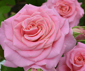 京成バラ園 タキイネット通販