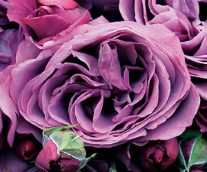 京成バラ園 タキイネット通販