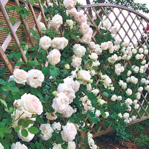 京成バラ園 タキイネット通販