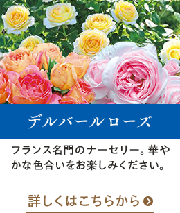 デルバールローズはこちらから