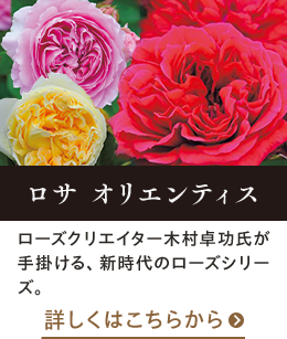 ロサオリエンティスはこちらから