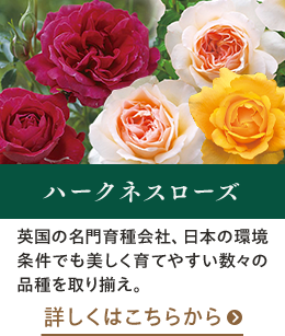 ハークネスローズはこちらから