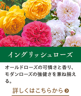 イングリッシュローズはこちらから