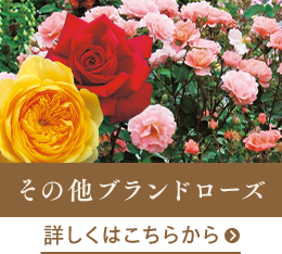 その他ブランドローズはこちらから
