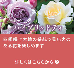 ハイブリッドティはこちらから