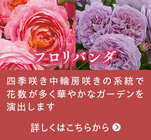 フロリバンダはこちらから