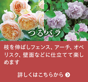 つるバラはこちらから