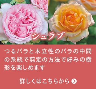 シュラブはこちらから