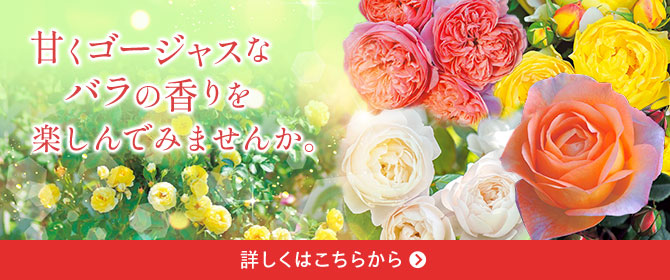 香りを楽しむバラはこちら