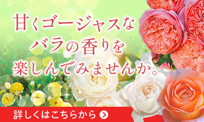 香りを楽しむバラはこちら