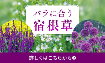 バラに合う宿根草はこちら