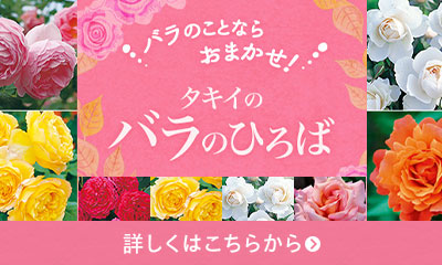 バラのひろばはこちら