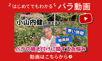 「はじめてでもわかる」バラ動画はこちらから