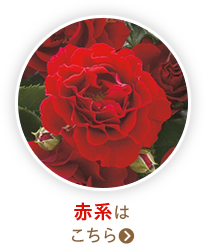 赤系はこちら