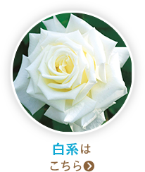 白系はこちら