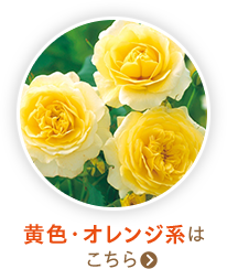 黄色・オレンジ系はこちら