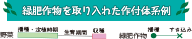 緑肥作物を取り入れた作付体系例