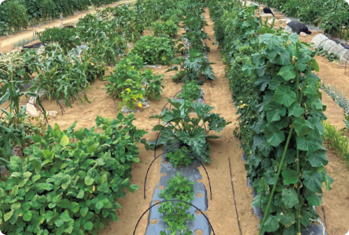 体験農園では、連作を避けるため、畝ごとに作物をローテーションさせている。